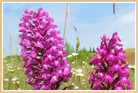 Het Hondskruid (ook een Orchidee), gefotografeerd op de camping in de Gers in Zuidwest Frankrijk...