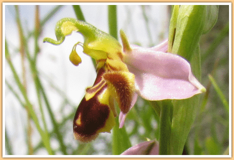 De Bijenorchis (Orchidee) gefotografeerd op de camping in de Gers in Zuidwest Frankrijk...