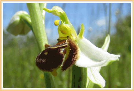 Nog een Bijenorchis (Orchidee), gefotografeerd op de camping in de Gers in Zuidwest Frankrijk...