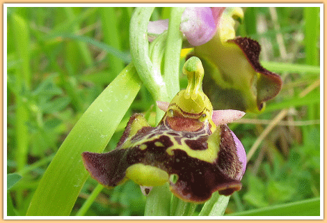 Hier een Hommelorchis (Orchidee), gefotografeerd op de camping in de Gers in Zuidwest Frankrijk...