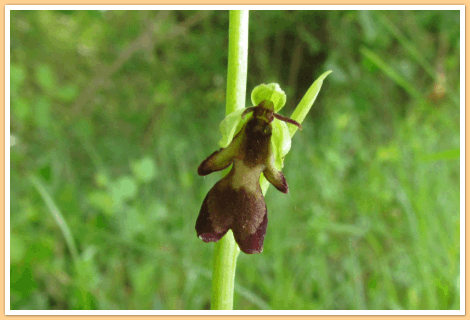 Hier een Vliegenorchis (Orchidee), gefotografeerd bij de camping in de Gers in Zuidwest Frankrijk...