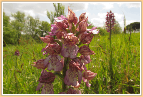 De Purperorchis (ook een Orchidee), gefotografeerd op de camping in de Gers in Zuidwest Frankrijk...