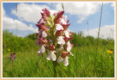 De Purperorchis (ook een Orchidee), gefotografeerd op de camping in de Gers in Zuidwest Frankrijk...