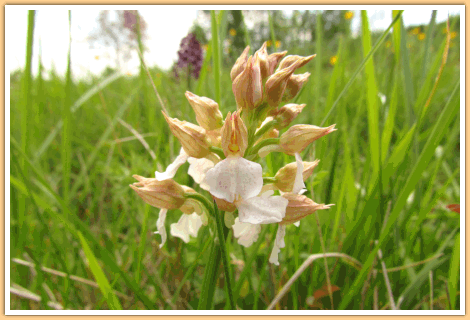 De Purperorchis (ook een Orchidee), gefotografeerd op de camping in de Gers in Zuidwest Frankrijk...