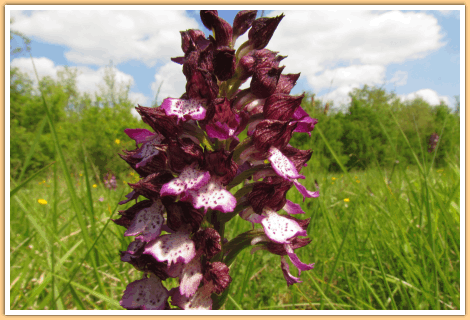 De Purperorchis (ook een Orchidee), gefotografeerd op de camping in de Gers in Zuidwest Frankrijk...