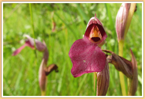De gewone Tongorchis (ook een Orchidee), gefotografeerd op de camping in de Gers in Zuidwest Frankrijk...