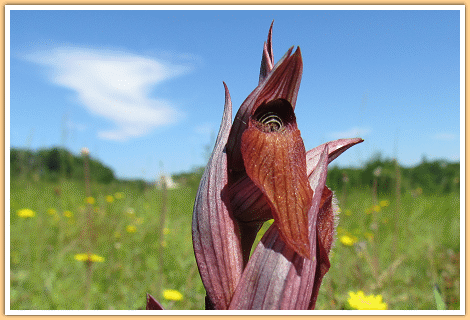 De lange Tongorchis (ook een Orchidee), gefotografeerd op de camping in de Gers in Zuidwest Frankrijk...