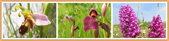 Wilde orchideeën in de Gers in Zuidwest Frankrijk
