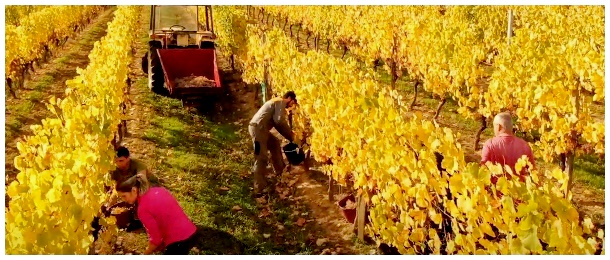 YouTube video 'Natuur en landschapsbeelden van de Gers' door Laurent Lainé.....
