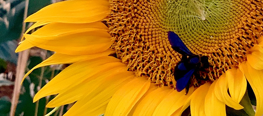 De Gers - het land van zonnebloemen...