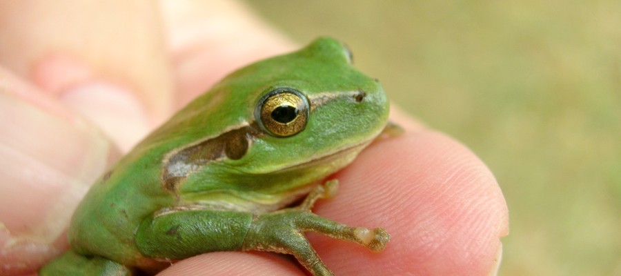 Dit is een van de vele groene kikkers op de camping...