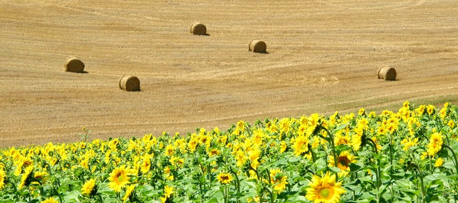 Gouden velden met zonnebloemen en graan...