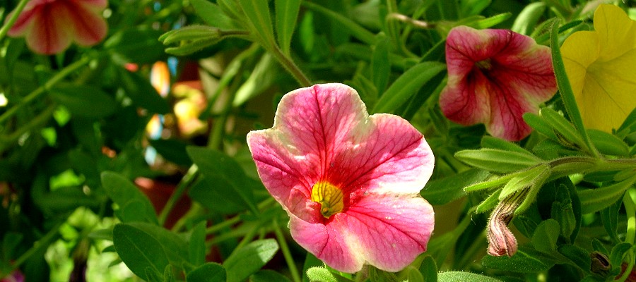 Bloemen op de camping...