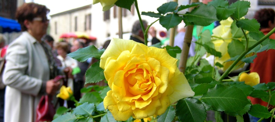 Flower market in Fources...