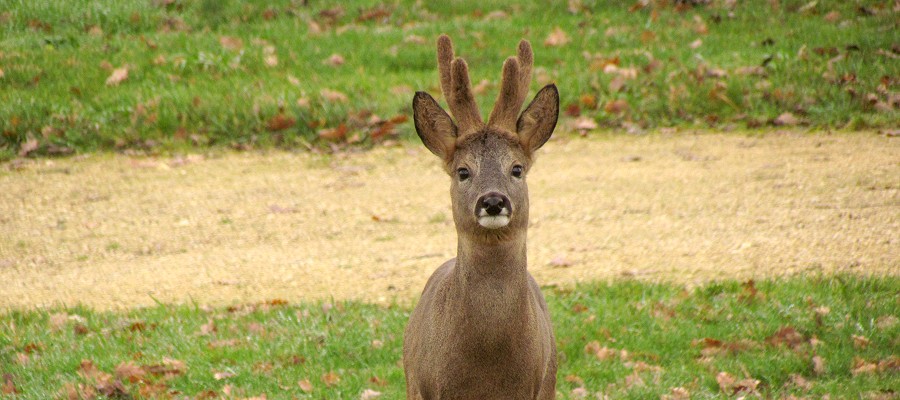 Herten in het wild op de camping...