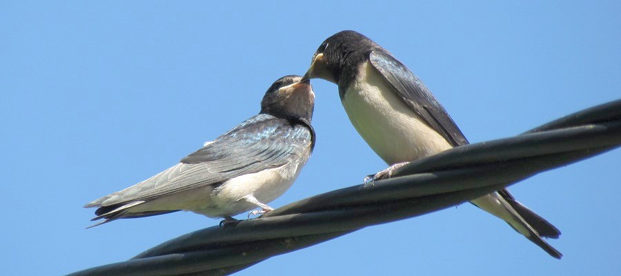 In een oase van rust hoor je slechts de vogeltjes...