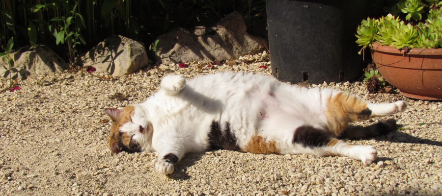 De camping katten: Cleo en Kyra...