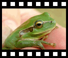 Dit is een van de vele groene kikkers op de camping...