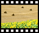 Gouden velden met zonnebloemen en graan...