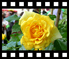 Bloemenmarkt in Fources...