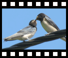 In een oase van rust hoor je slechts de vogeltjes...