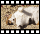 De camping katten: Cleo en Kyra...
